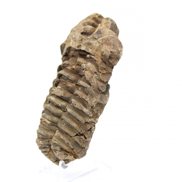 Raw fossil trilobite