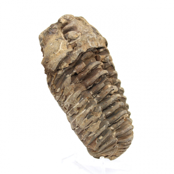 Raw fossil trilobite