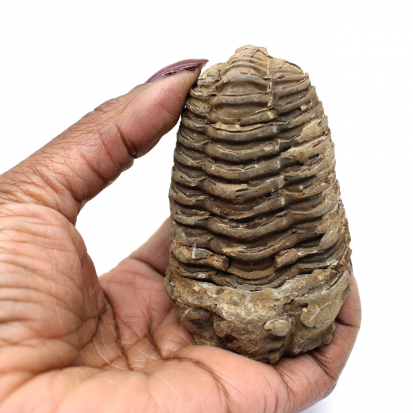 Raw fossil trilobite