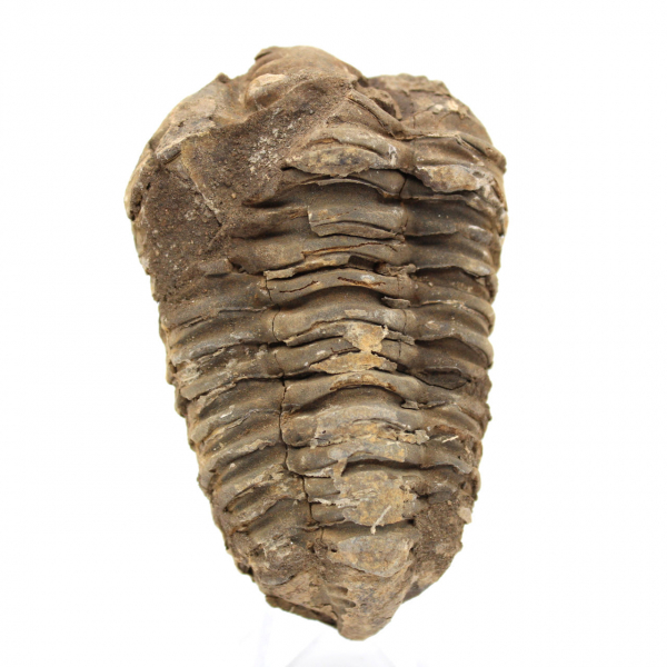 Raw trilobite