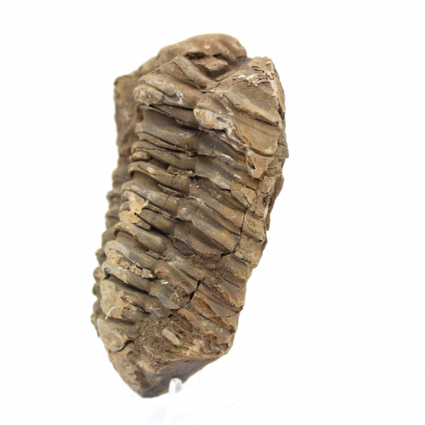 Raw trilobite