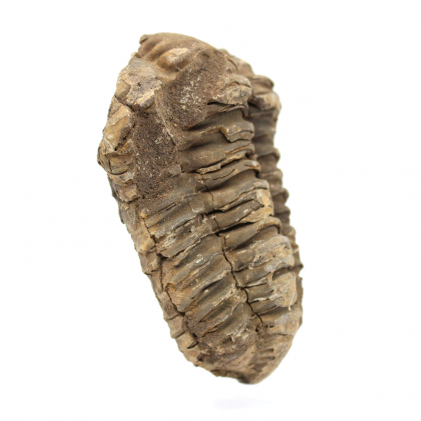 Raw trilobite