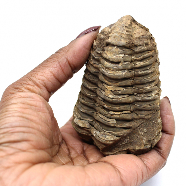 Raw trilobite