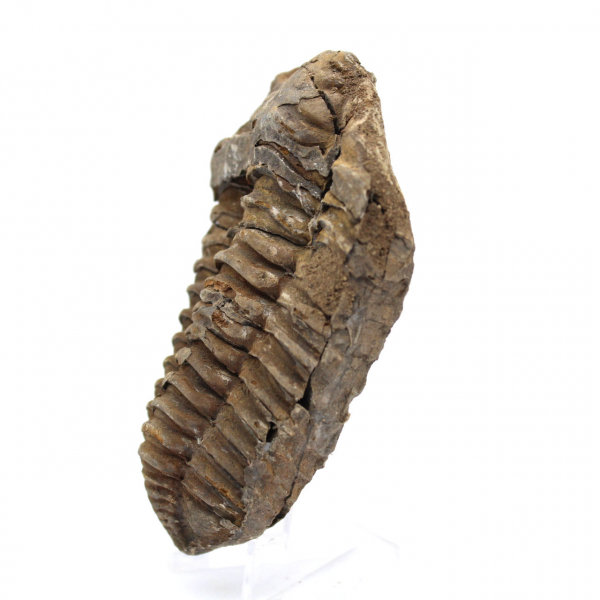 Fossil trilobite Morocco