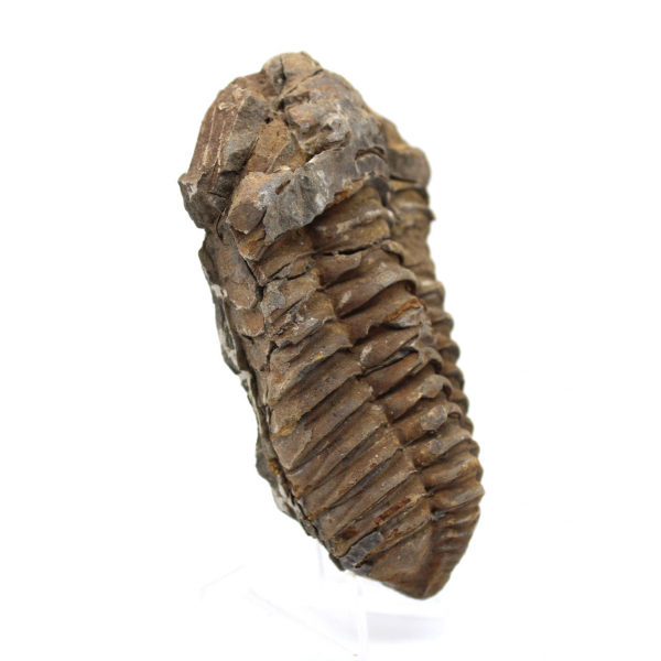 Fossil trilobite Morocco