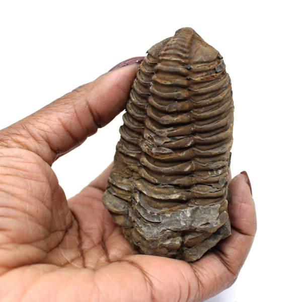 Fossil trilobite Morocco