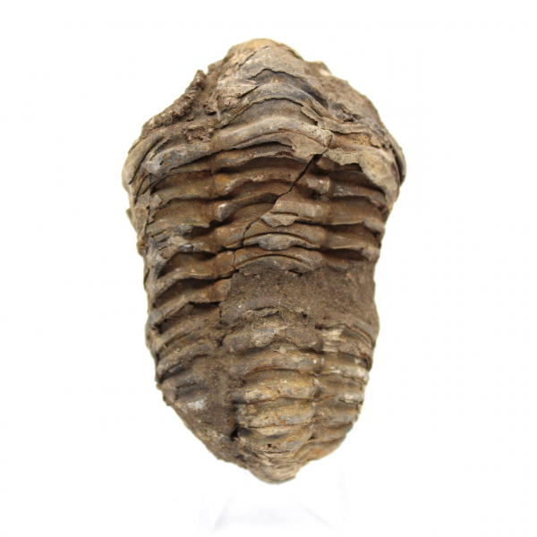 Fossil trilobite from Morocco