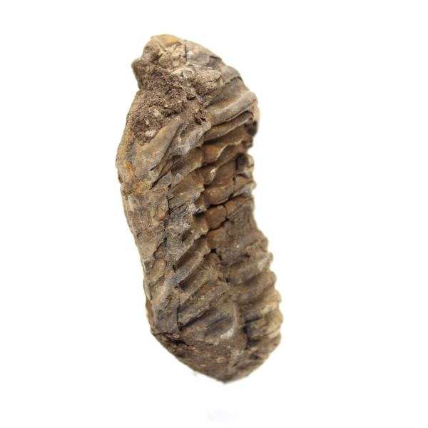 Fossil trilobite from Morocco