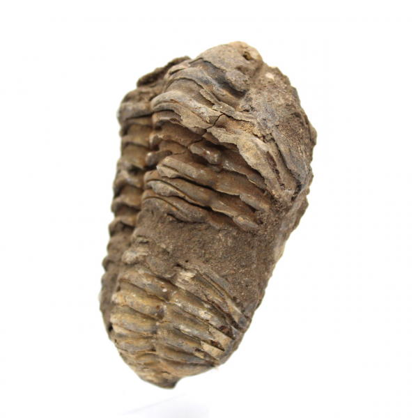 Fossil trilobite from Morocco