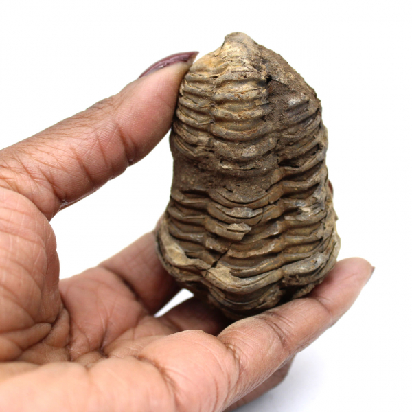 Fossil trilobite from Morocco