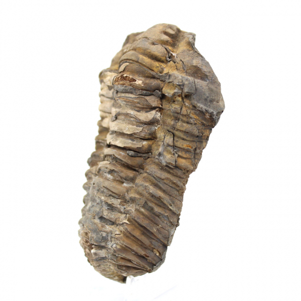 Fossil Trilobite from Morocco