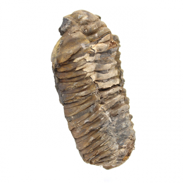 Fossil Trilobite from Morocco