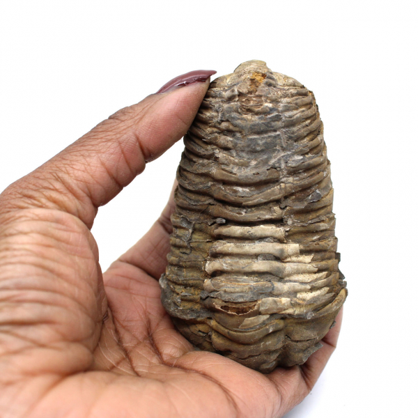 Fossil Trilobite from Morocco