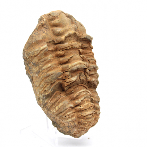 Fossil Trilobite Morocco