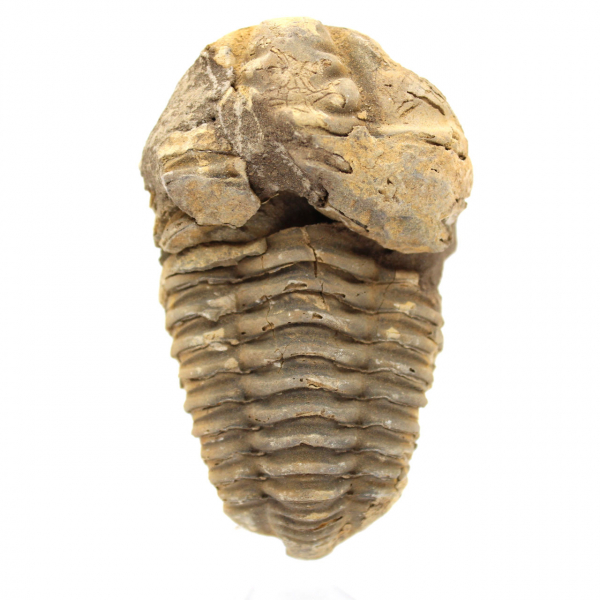 Fossil Trilobite