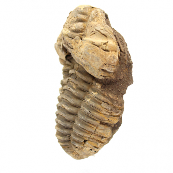 Fossil Trilobite