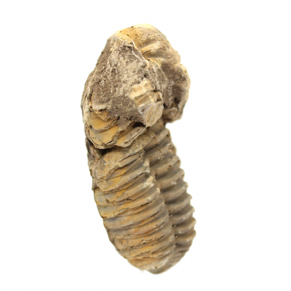 Fossil Trilobite