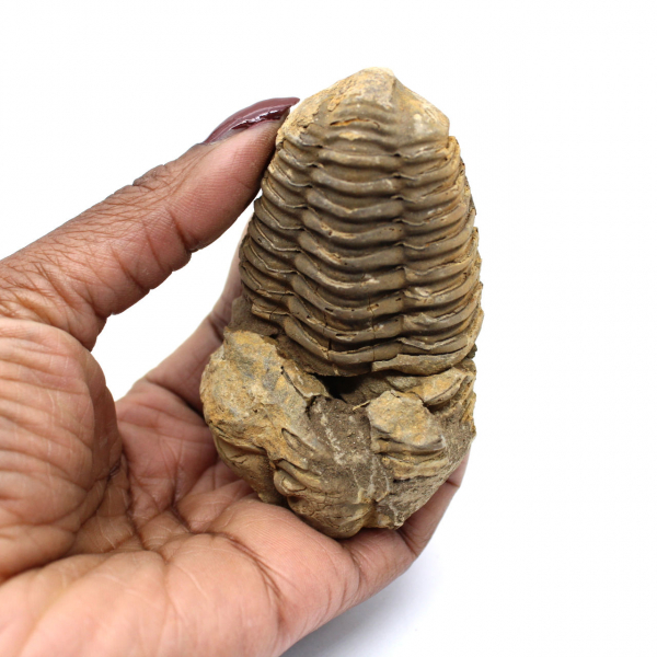 Fossil Trilobite