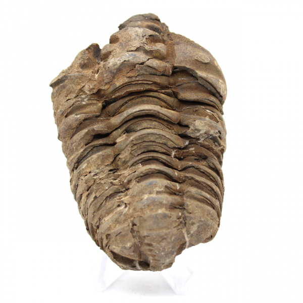 Fossil Trilobite