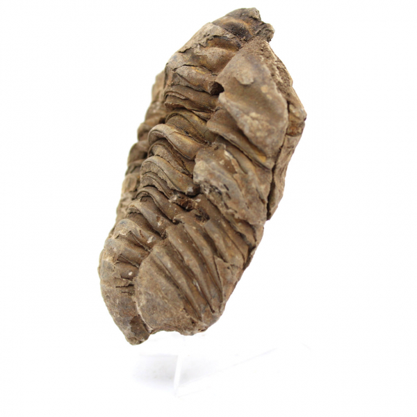 Fossil Trilobite