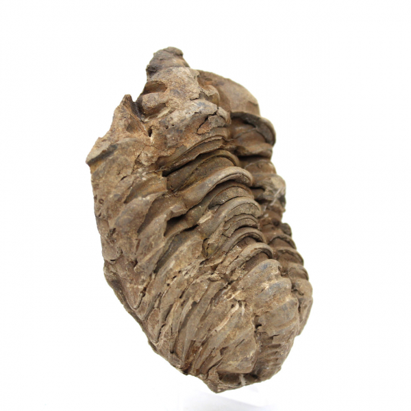 Fossil Trilobite