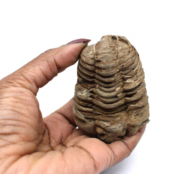 Fossil Trilobite