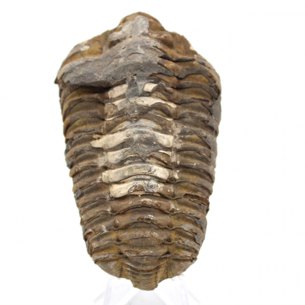 Trilobite from Morocco