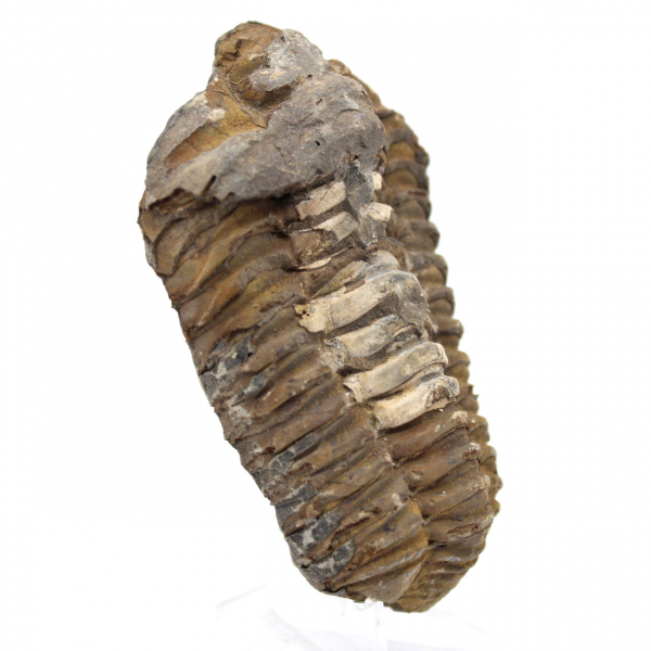 Trilobite from Morocco