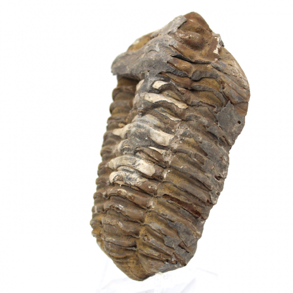 Trilobite from Morocco