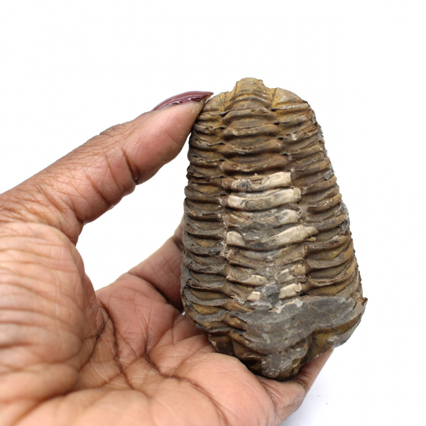 Trilobite from Morocco