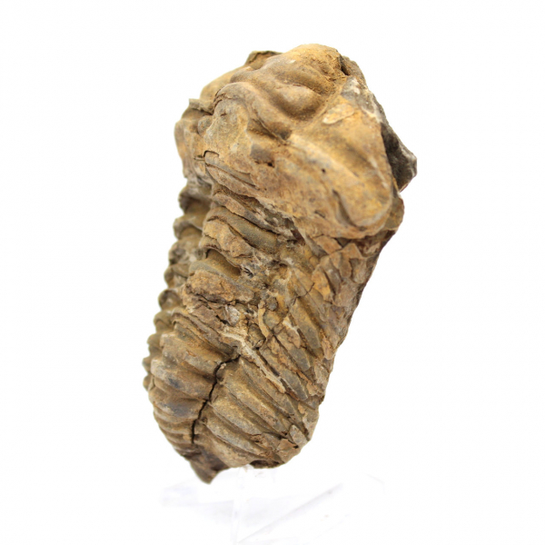 Fossil Trilobite