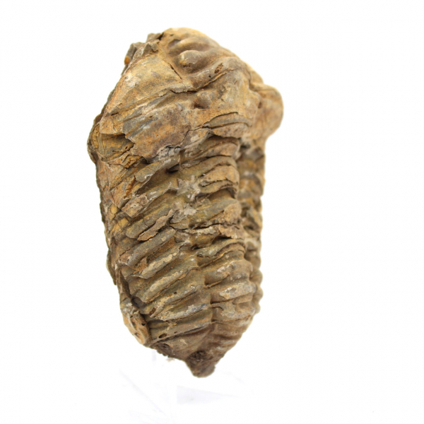 Fossil Trilobite