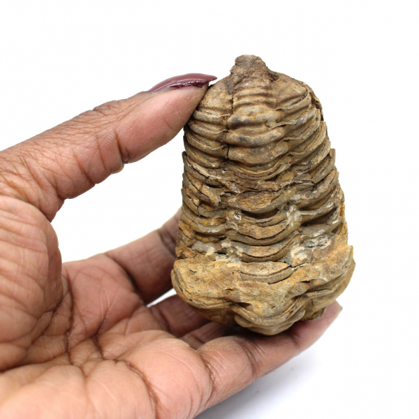 Fossil Trilobite