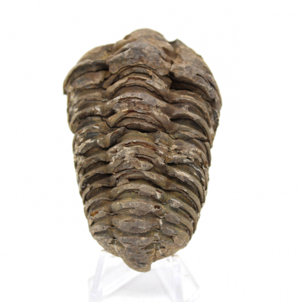 Trilobite from Morocco