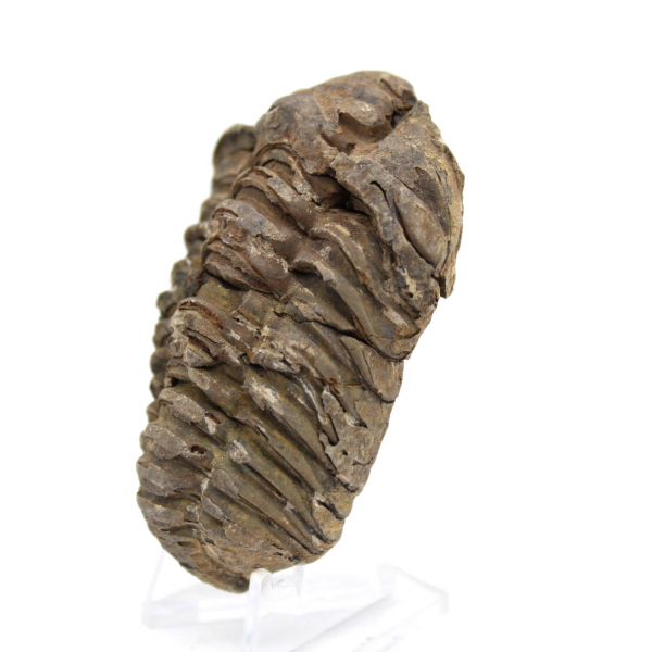 Trilobite from Morocco