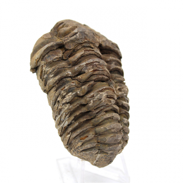 Trilobite from Morocco