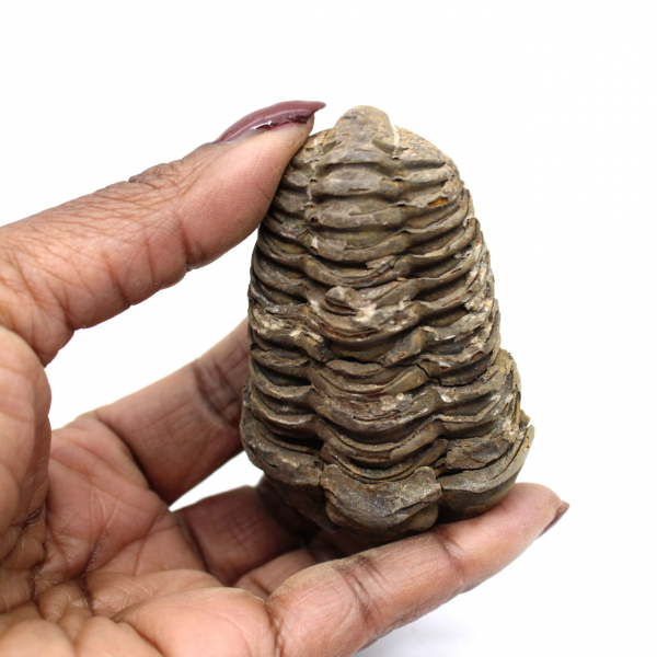 Trilobite from Morocco