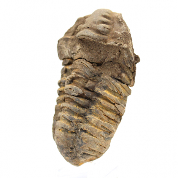 Raw Trilobite from Morocco