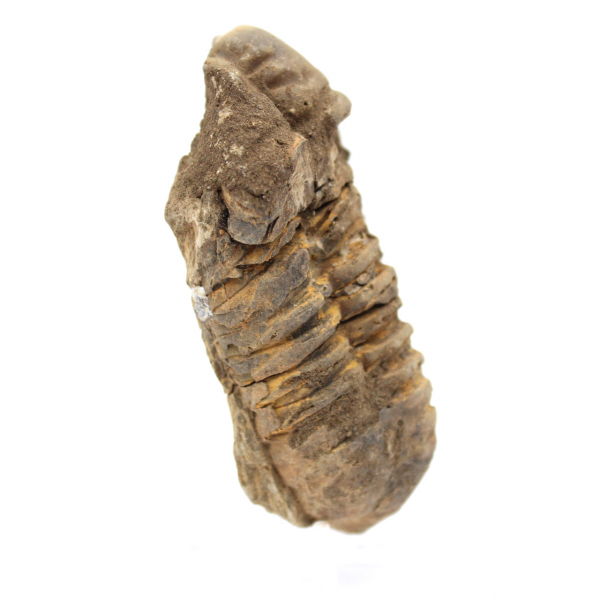 Raw Trilobite from Morocco