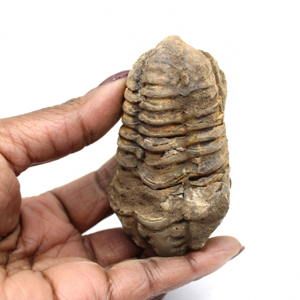 Raw Trilobite from Morocco