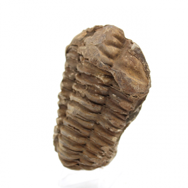 Raw Fossil Trilobite