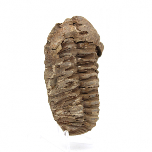 Raw Fossil Trilobite