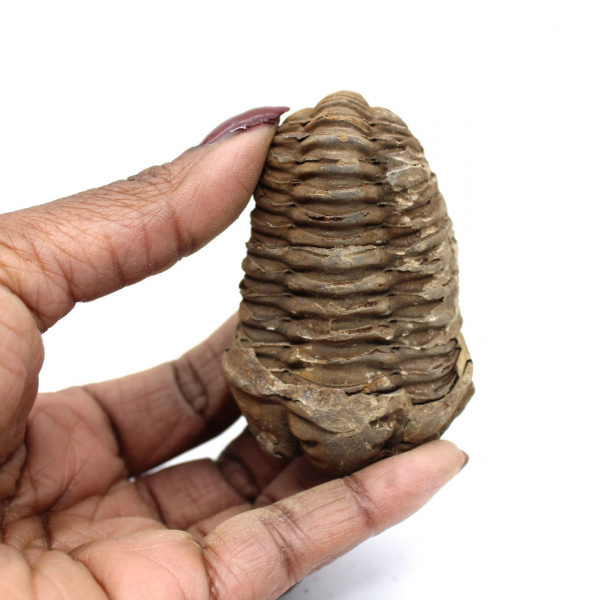 Raw Fossil Trilobite