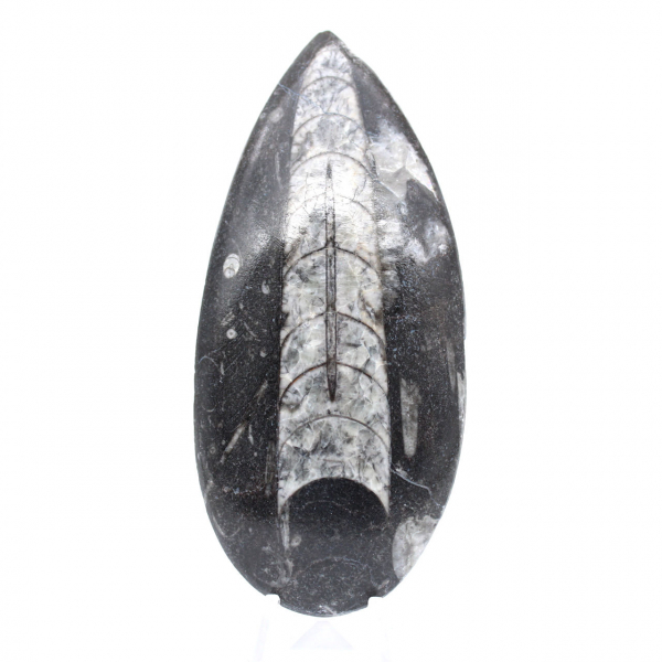 Orthoceras fossil polished