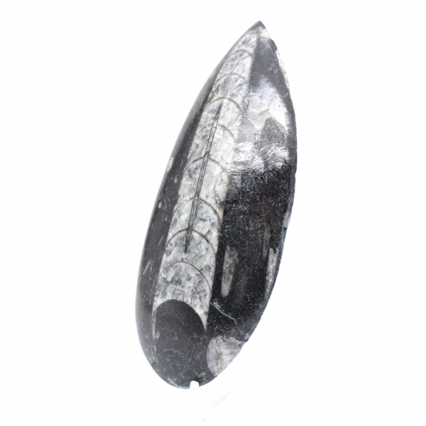 Orthoceras fossil polished