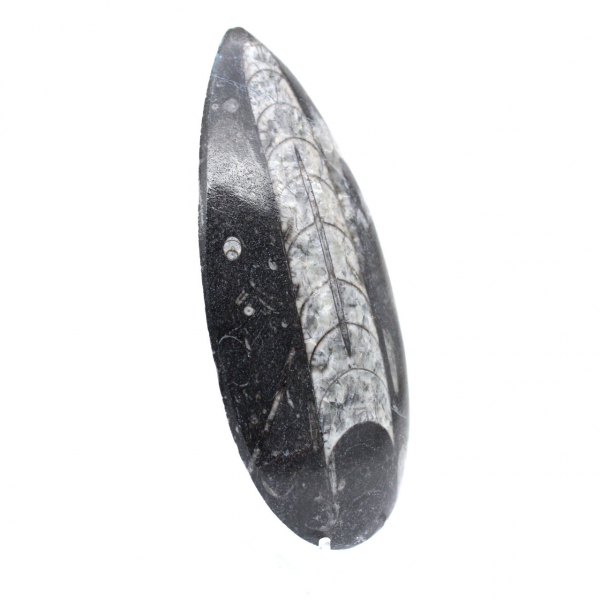 Orthoceras fossil polished