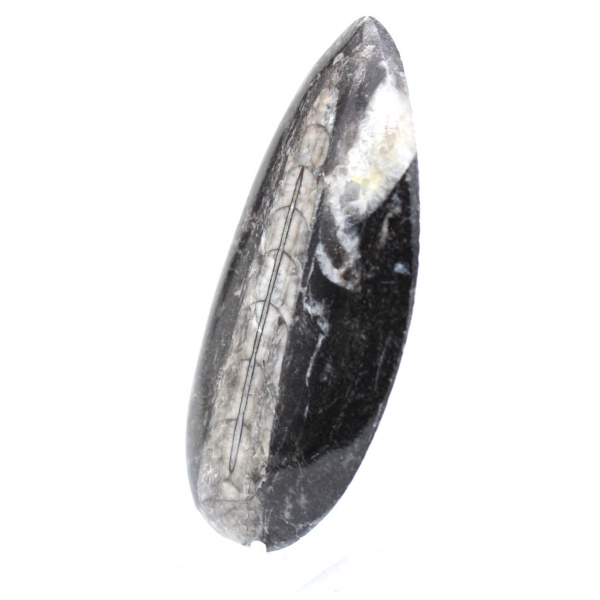 Orthoceras fossil from Morocco