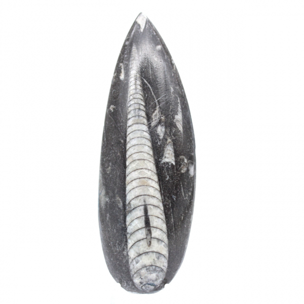 Orthoceras fossil from Morocco