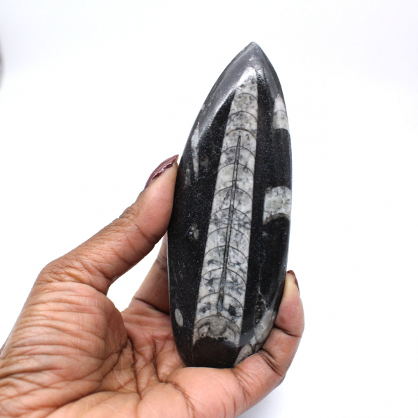 Polished Orthoceras from Morocco