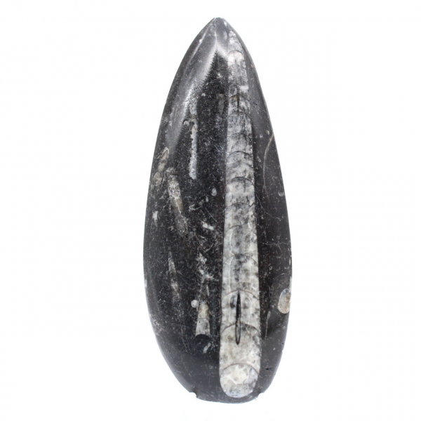 Polished Orthoceras Fossil